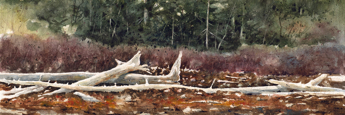 Bois de mer